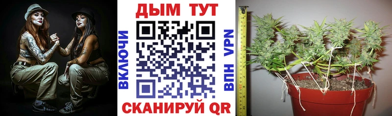 Бошки Шишки ГИДРОПОН  Чулым 